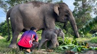 Kapolda Riau Beri Nama Nona Seroja untuk Bayi Gajah yang Lahir di Tesso Nilo