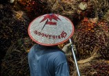 Harga TBS Sawit Riau Turun, Umur 9 Tahun Jadi Rp3.884,10 per Kilogram
