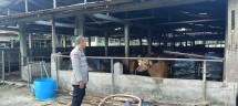 Sambangi Peternak Sapi, Bhabinkamtibmas Polsek Rumbai Barat Dukung Ketahanan Pangan