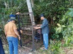 Heboh....Beruang Madu Berkeliaran Dekat Permukiman, BBKSDA Langsung Pasang Kandang Jebak.
