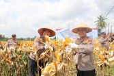 Polsek Kulim Gelar Panen Raya Jagung, Dukung Swasembada Pangan
