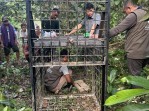 Beruang Muncul di Permukiman Warga Kampar Kiri, BBKSDA Riau Pasang Box Trap