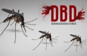 Waspada DBD! 745 Kasus Tercatat di Pekanbaru, 3 Warga Meninggal Dunia