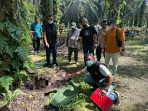 Warga Lubuk Sakat Temukan Jasad Bayi di Kebun Sawit