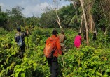 Lansia 80 Tahun Hilang di Perkebunan Meranti, Tim SAR Gabungan Sisir Area hingga 2 Kilometer