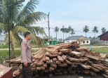 483 Keping Kayu Olahan Seberat 10 Ton Diamankan Polisi di Sinaboi