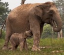 Kabar Bahagia dari Tesso Nilo, Lisa Melahirkan Anak Gajah Jantan