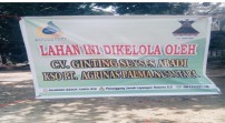 Catut Nama Agrinas, Puluhan OTK Panen di Kebun Sawit Milik Warga di Kota Lama