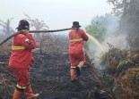 Karhutla Bengkalis-Rohil Bakar 62 Hektare Lahan Gambut, Angin Kencang Hambat Pemadaman