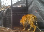 BBKSDA Riau Tangkap Harimau Sumatera di Pelalawan, DNA Diuji Terkait Dua Kematian Warga
