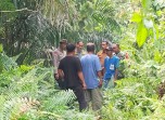 BBKSDA Riau Pastikan Foto Harimau di Pasir Putih Kampar Hoaks