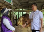 Berat Hampir 1 Ton, Sapi Kurban Presiden di Pekanbaru Dinyatakan Sehat.