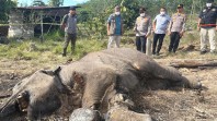 Pemilik Lahan Ditetapkan Tersangka dalam Kasus Kematian Anak Gajah di Taman Nasional Tesso Nilo