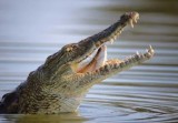 Diterkam Buaya Saat Cari Kepiting, Nelayan Inhil Bertahan 6 Jam di Atas Pohon