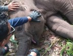 Kabar Duka: Tari, Anak Gajah Kesayangan Kapolda Riau Tewas di TNTN