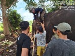 Sempat Dirawat Intensif, Gajah Flying Squad TN Tesso Nilo 