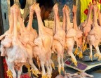 Harga Ayam Tembus Rp36 Ribu, Pemko Pekanbaru Panggil Pelaku Usaha Kendalikan Kenaikan