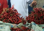 Harga Cabai Melonjak, Pemko Pekanbaru Siapkan Strategi Kendalikan Inflasi