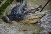 Diterkam Buaya Saat Menyeberang Sungai, Warga Meranti Selamat dengan Luka Gigitan di Kaki