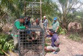 BBKSDA Riau Pasang Kandang Jebak Usai Warga Diserang Beruang Madu di Langgam