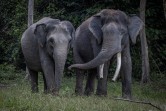 Karhutla Ancam 21 Kantong Habitat Gajah Sumatera, Geopix Soroti Krisis Ekologis