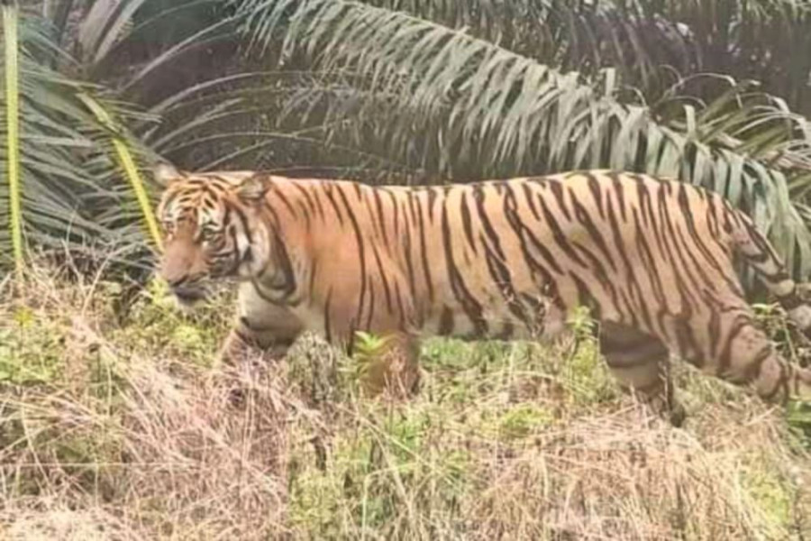 Pekerja PT SPA Tewas Diterkam Harimau, BBKSDA Riau Lakukan Mitigasi