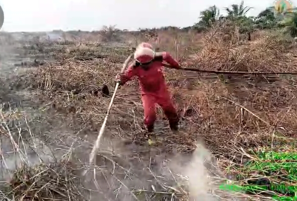 Minim Sumber Air, Karhutla di Paya Rumbai Inhu Sulit Dipadamkan
