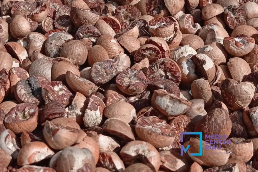 Harga Pinang Kering di Riau Minggu Ini Stabil
