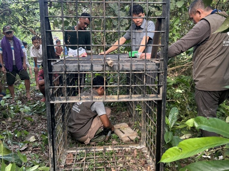 Beruang Muncul di Permukiman Warga Kampar Kiri, BBKSDA Riau Pasang Box Trap