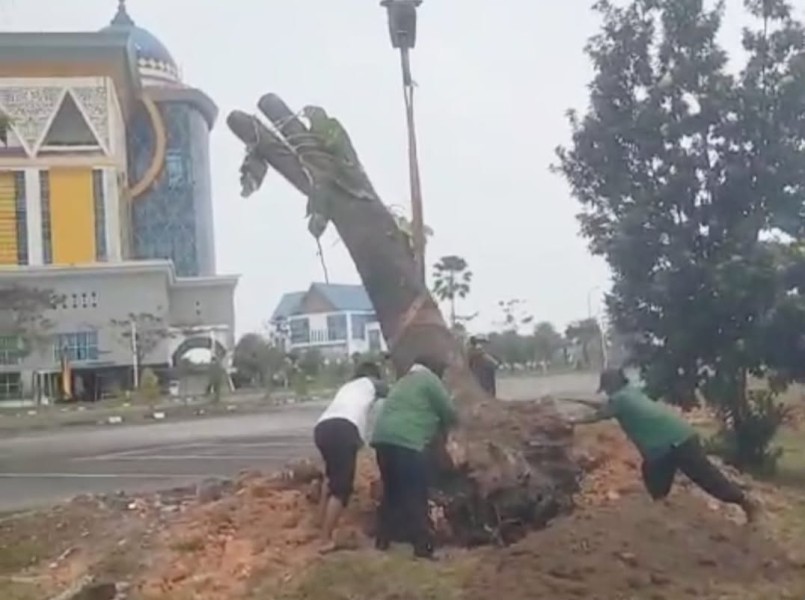 Terdampak Pelebaran Jalan, 25 Pohon di Pekanbaru Dipindahkan dan Mulai Tumbuh