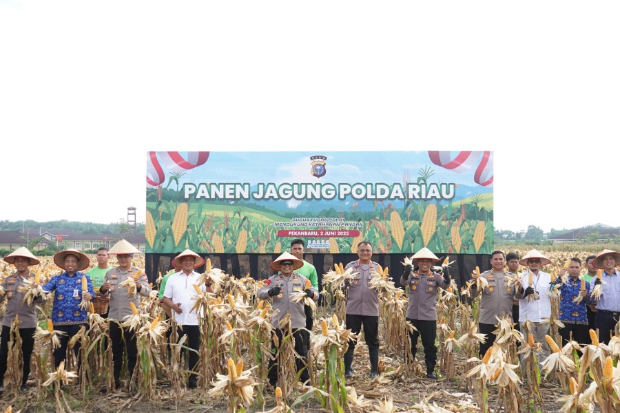 Komitmen Dukung Swasembada Pangan 2025, Polda Riau Panen Mandiri Jagung Tahap II