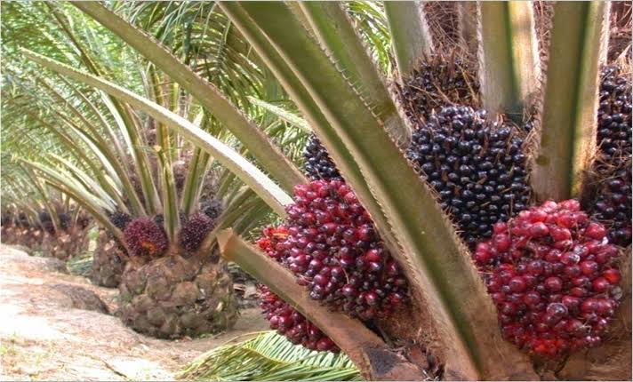 Harga Pembelian TBS Petani untuk Periode Satu Minggu Kedepan Naik Menjadi Rp 3.713,64/Kg