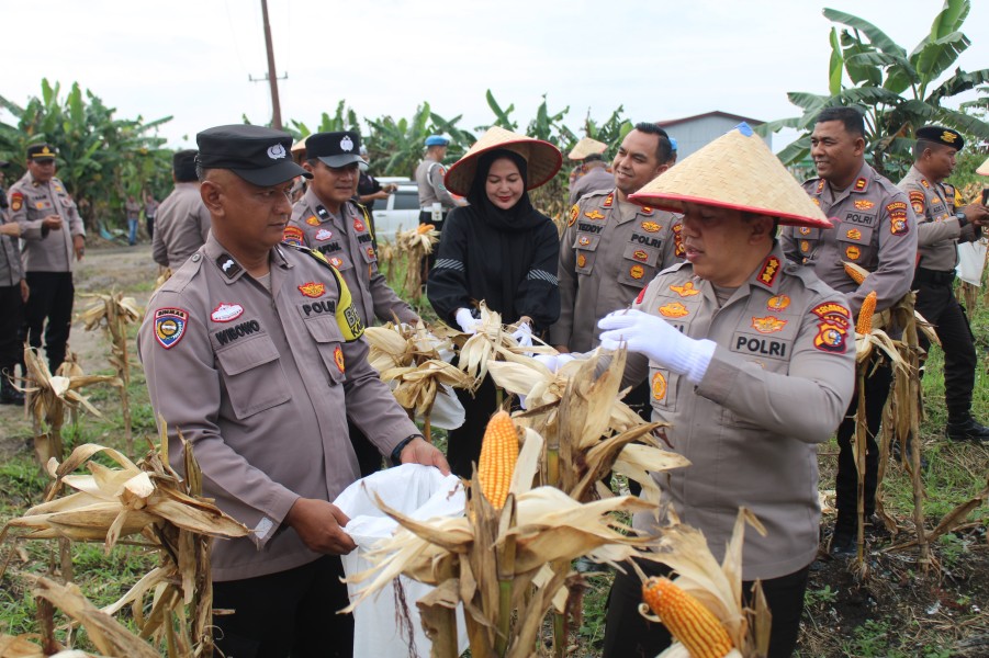 Polresta Pekanbaru Laksanakan Panen Raya Jagung Pipil Kuartal IV Tahun 2025.