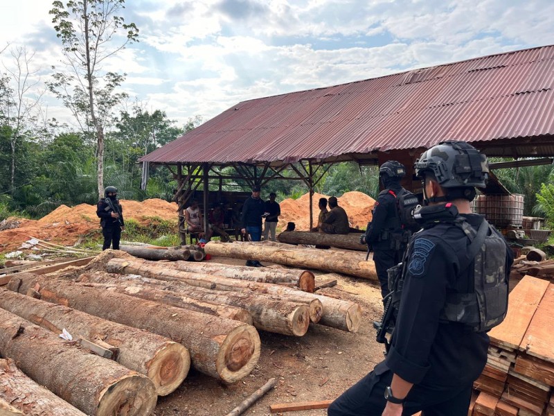 Dua Tahun Jadi DPO, Perempuan Diduga Pemodal Kayu Ilegal Ditangkap Polda Riau