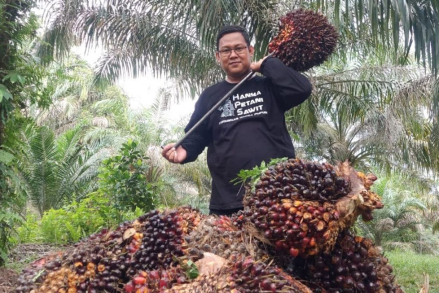 Disbun Riau Umumkan Harga Baru TBS Kelapa Sawit