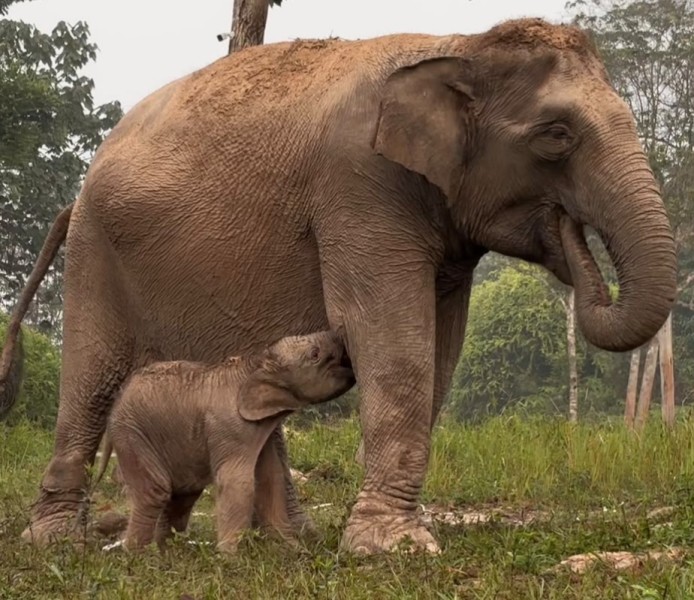 Kabar Bahagia dari Tesso Nilo, Lisa Melahirkan Anak Gajah Jantan