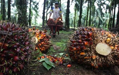 Naik Sepekan Kedepan, Berikut Harga Sawit Mitra Plasma di Riau