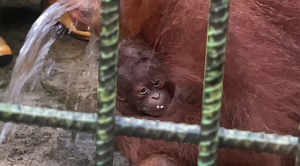 Kelahiran Bayi Orangutan di Kasang Kulim Zoo Kab Kampar