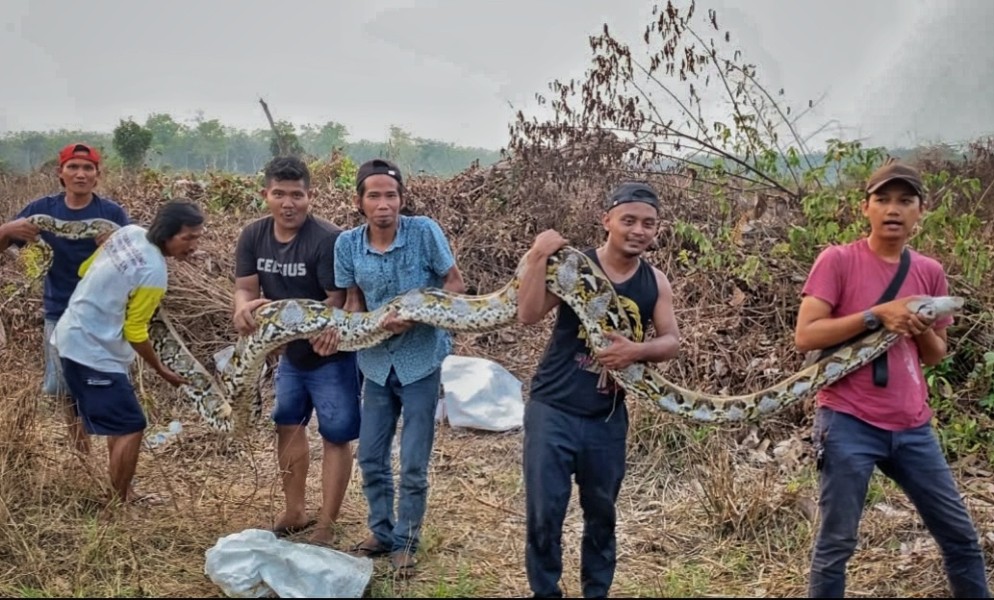 Geger! Ular Piton 7 Meter Ditemukan Jaga Puluhan Telur di Kebun Warga Kampar