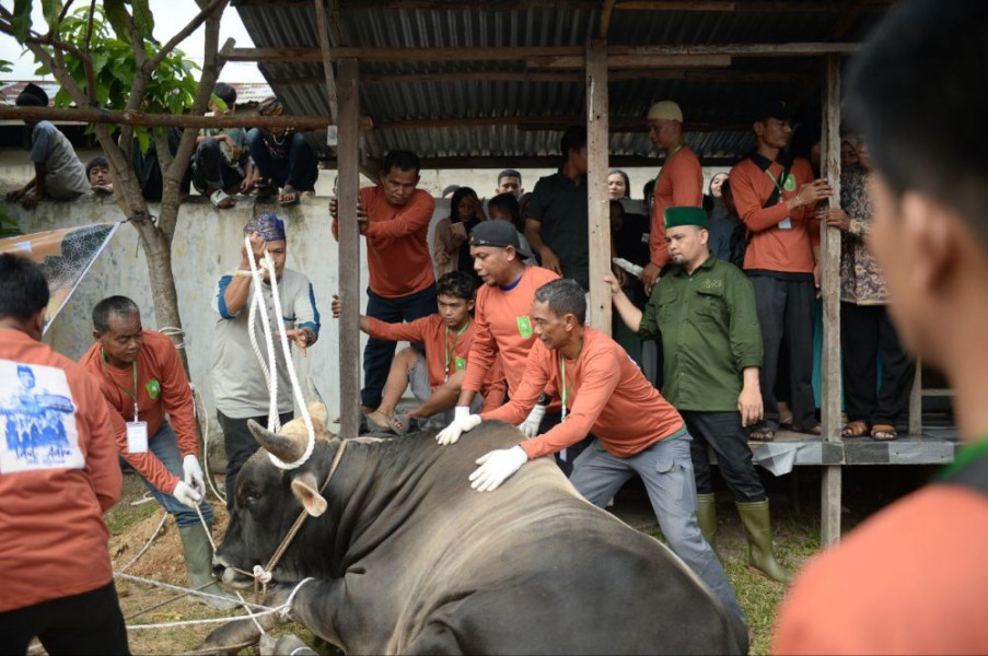Berbobot Hampir 1 Ton, Sapi Kurban Bantuan Jokowi di Pekanbaru Jadi Tontonan Warga
