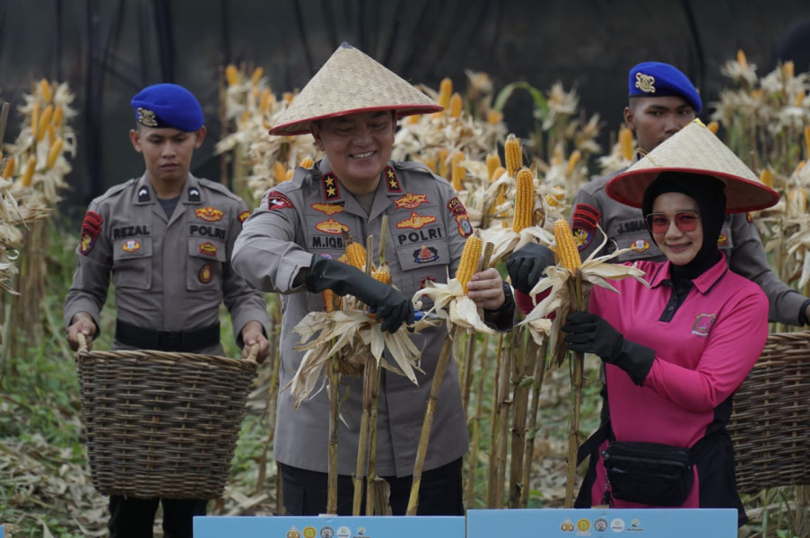 Dukung Ketahanan Pangan, Polda Riau Panen 156,6 Ton Jagung Pipil