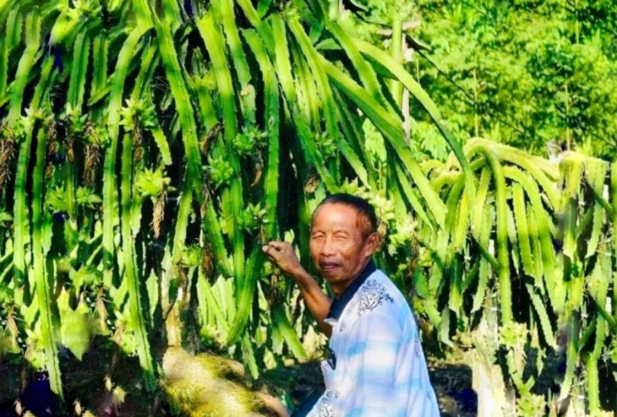 Pakde Sukir Panen 500 Kilogram Buah Naga Setiap Tiga Hari, Raup Untung Rp100 Juta Sebulan