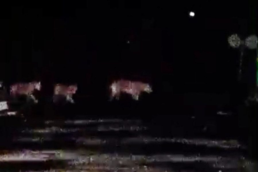 BBKSDA Riau Benarkan Video 4 Harimau Viral