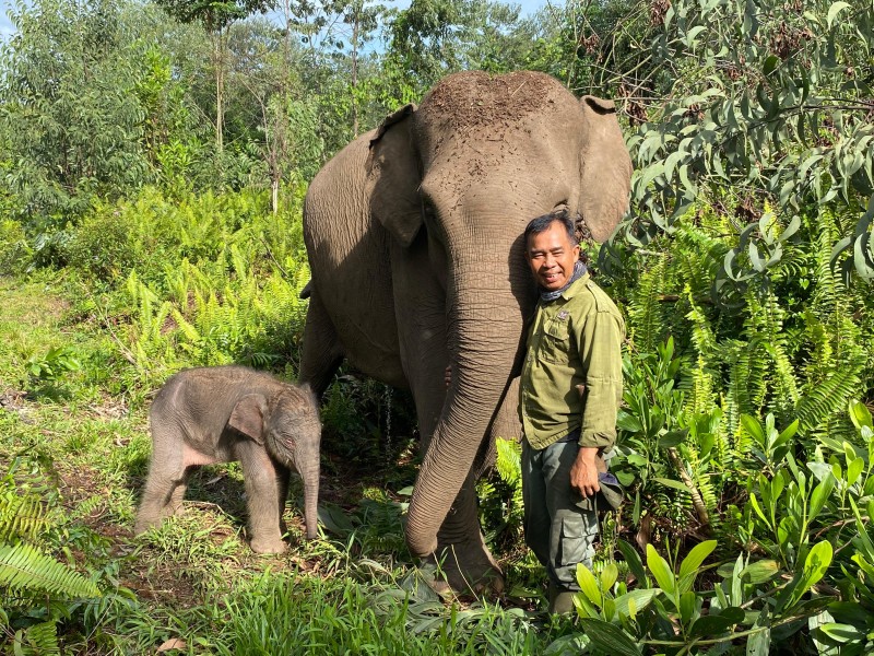 Kabar Gembira dari Tesso Nilo, Anak Gajah Sumatera Betina Lahir Sehat di Flying Squad.