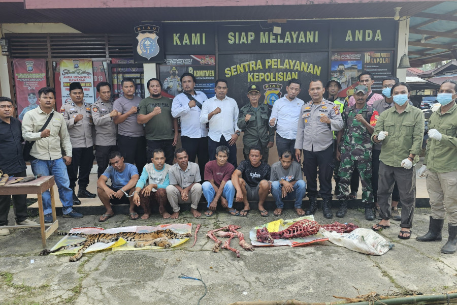 Tragis, Harimau Sumatera Dibunuh dan Dikuliti di Rokan Hulu, Enam Pelaku Ditangkap