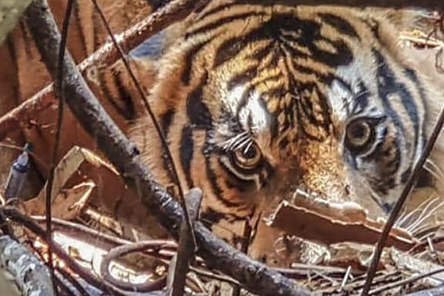 Geger 3 Harimau di Kebun Sawit Kampar: BBKSDA Riau Turunkan Tim Gabungan Cek Laporan Warga
