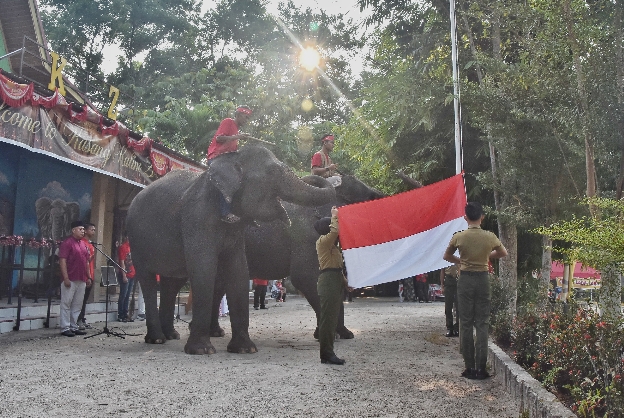 Gajah Ikut Kibarkan Merah Putih, Upacara HUT ke-81 RI di Kasang Kulim Zoo Berlangsung Unik