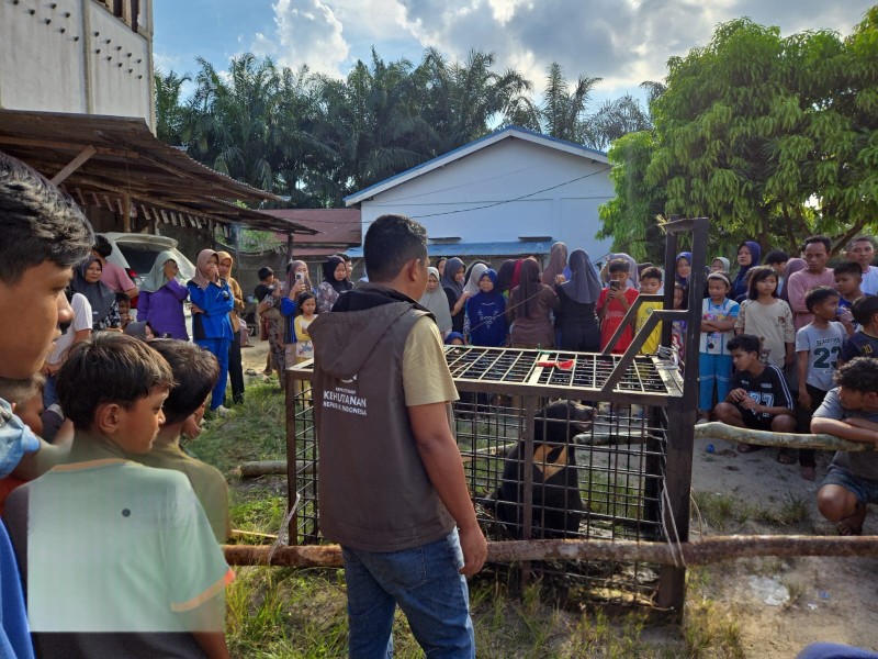 Sering Muncul di Permukiman Kerumutan Beruang Madu Berhasil Dievakuasi.
