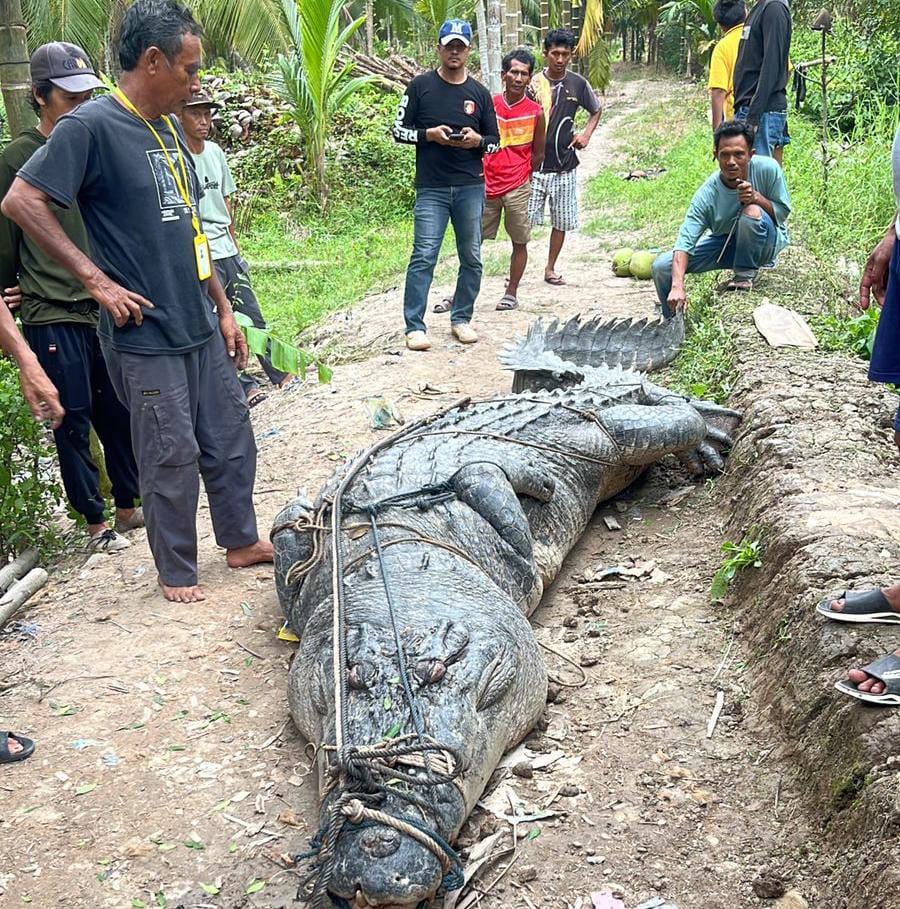 Gempar! Warga Reteh Inhil Taklukan Buaya 7 Meter