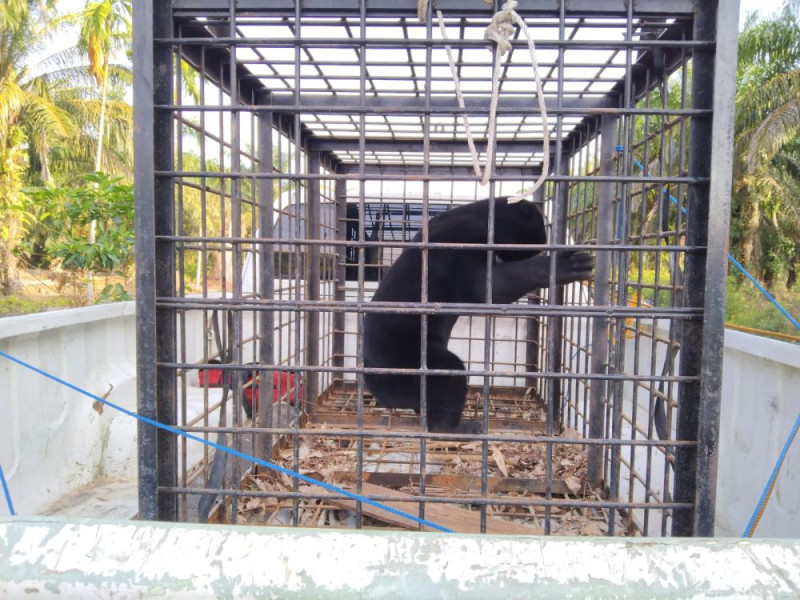 Beruang Madu Dievakuasi dari Kebun Sawit di Siak
